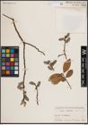 Foto von Salix caprea L.